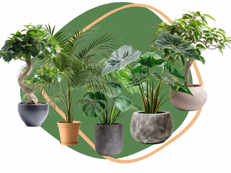 النباتات الرئيسية